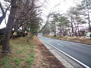 箱根旧街道松並木