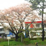 箱根松並木の桜