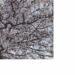 桜、満開！☆彡